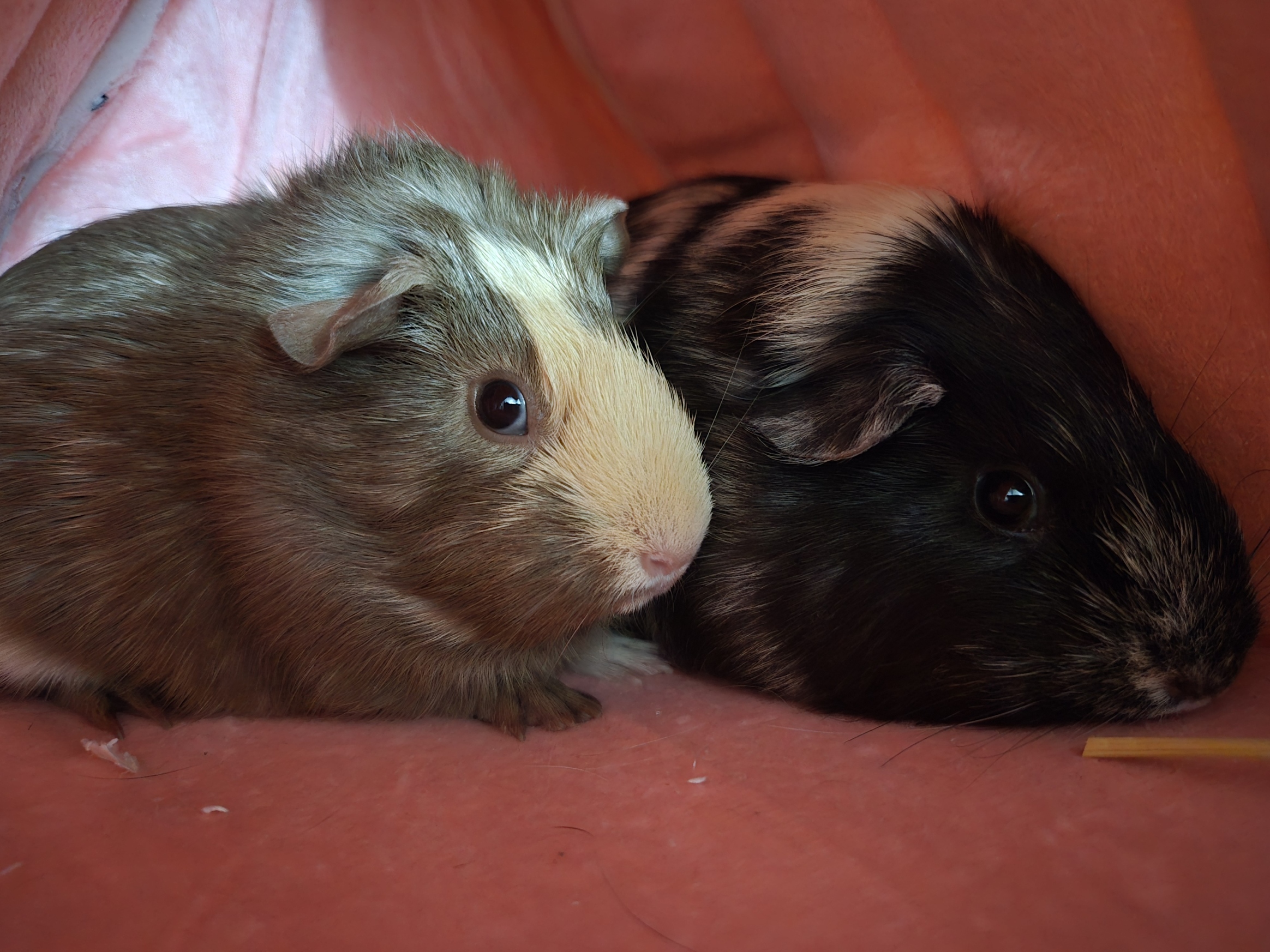 Mocha and Machi cuddled together inside their pink hideaway