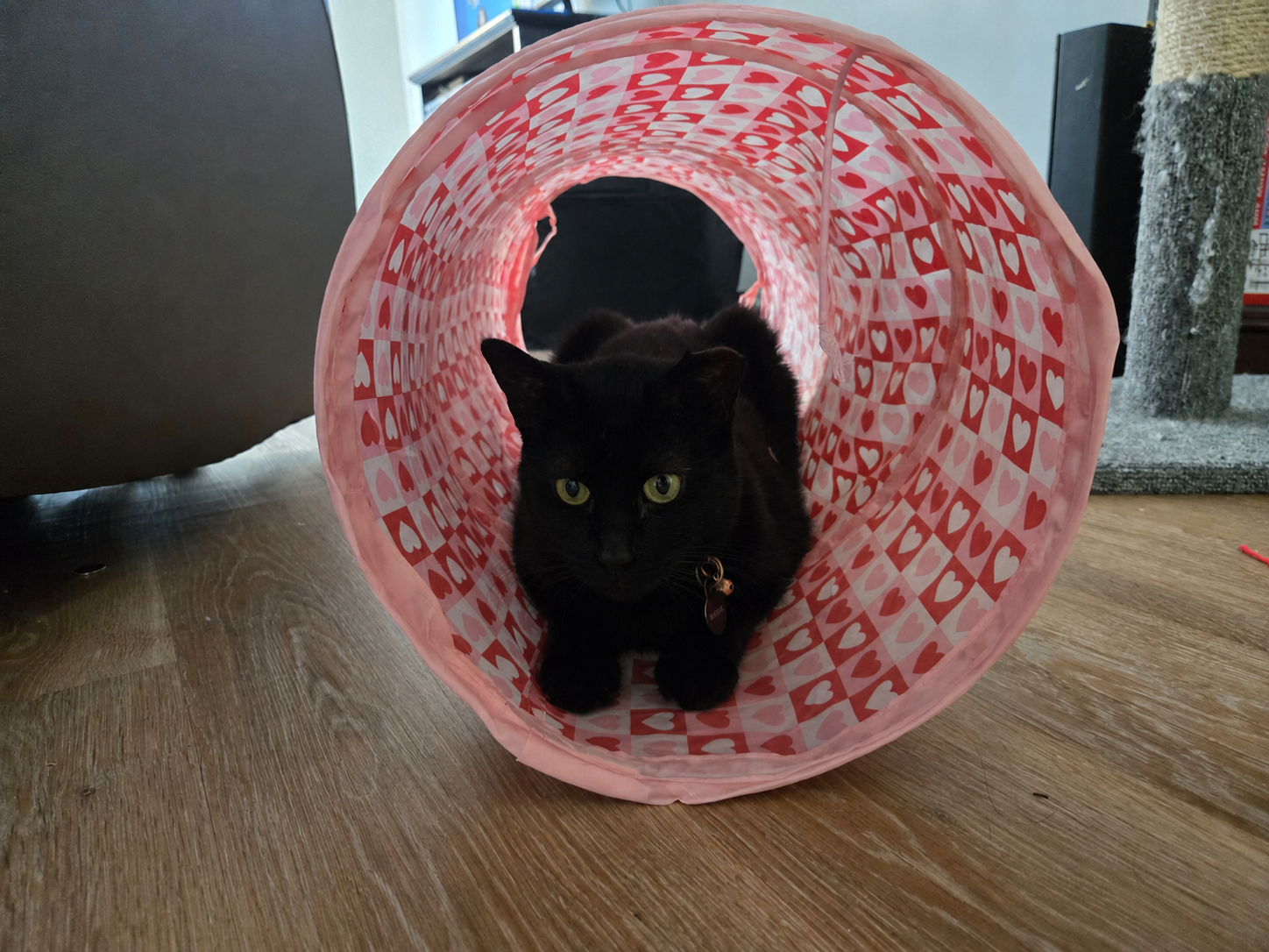 Shaco, a black rescue cat, sitting inside a pink heart-patterned tunnel