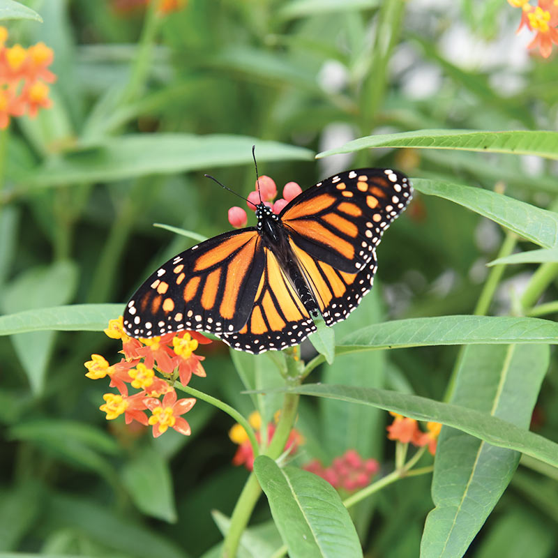 Butterfly resting among flowers
